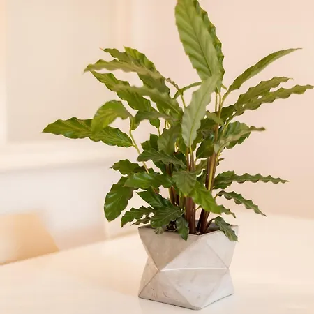 アパート Alfama Modern Two Bedroom W River View And Parking By Lu Holidays リスボン